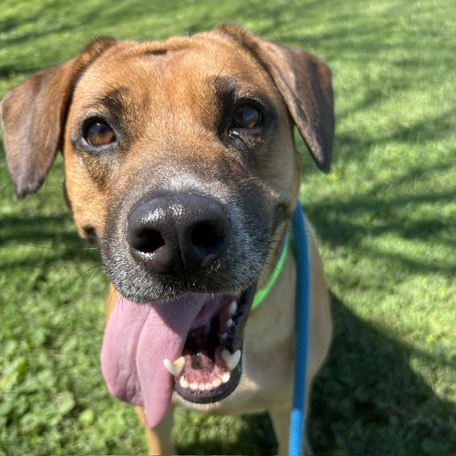 Enlarge SASHA, a Adoptable mixed breed in Tucson, AZ image 1/1