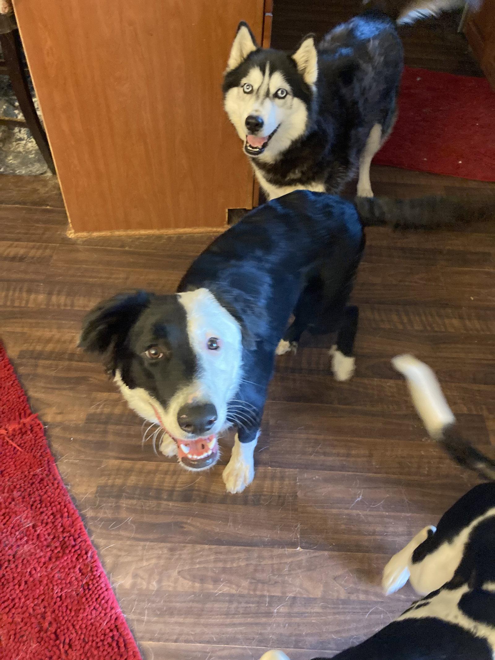 Lola, Adoptable, Young Female Border Collie.