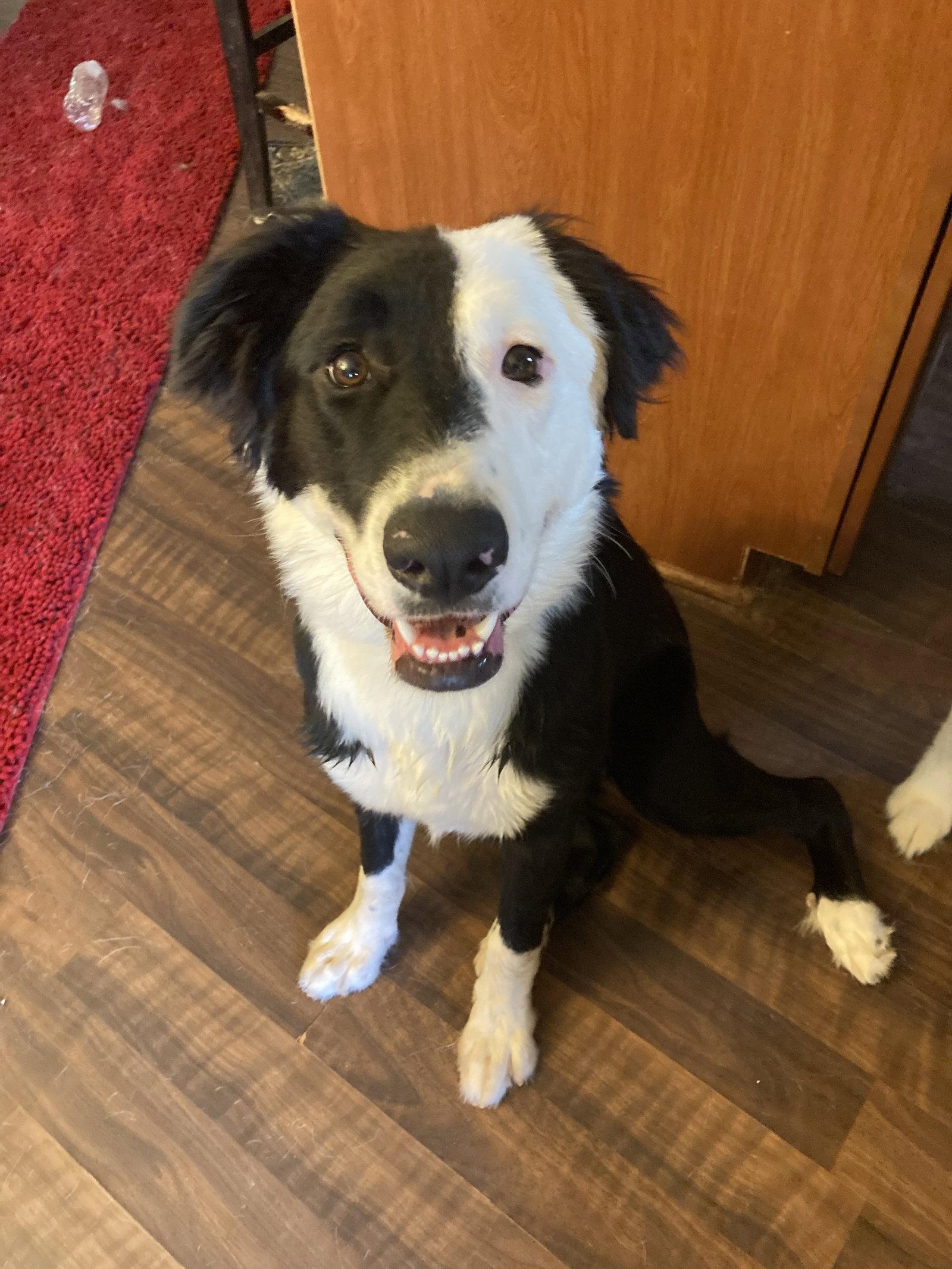 Enlarge Lola, a Adoptable Border Collie in Chatham, VA image 2/3