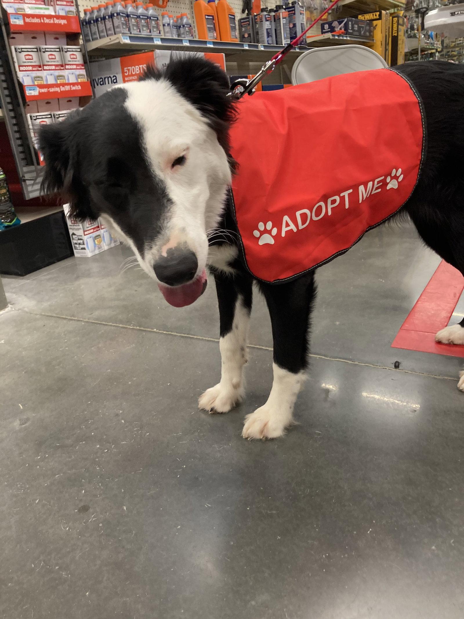 Enlarge Lola, a Adoptable Border Collie in Chatham, VA image 3/3