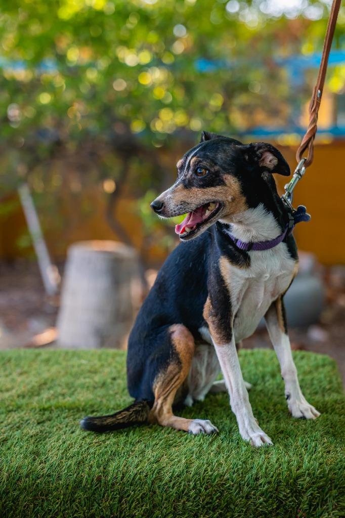 Bella, Adoptable, Adult Female Rat Terrier.