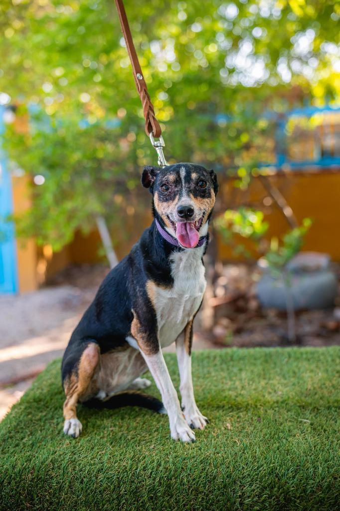 Enlarge Bella, a Adoptable Rat Terrier in Anacortes, WA image 2/6