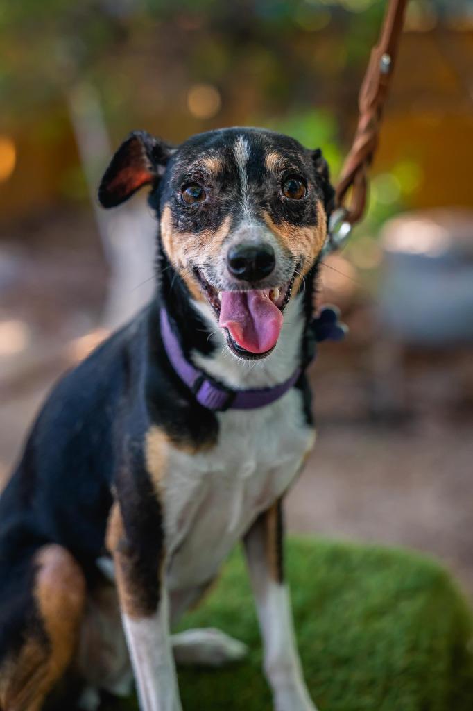 Enlarge Bella, a Adoptable Rat Terrier in Anacortes, WA image 3/6