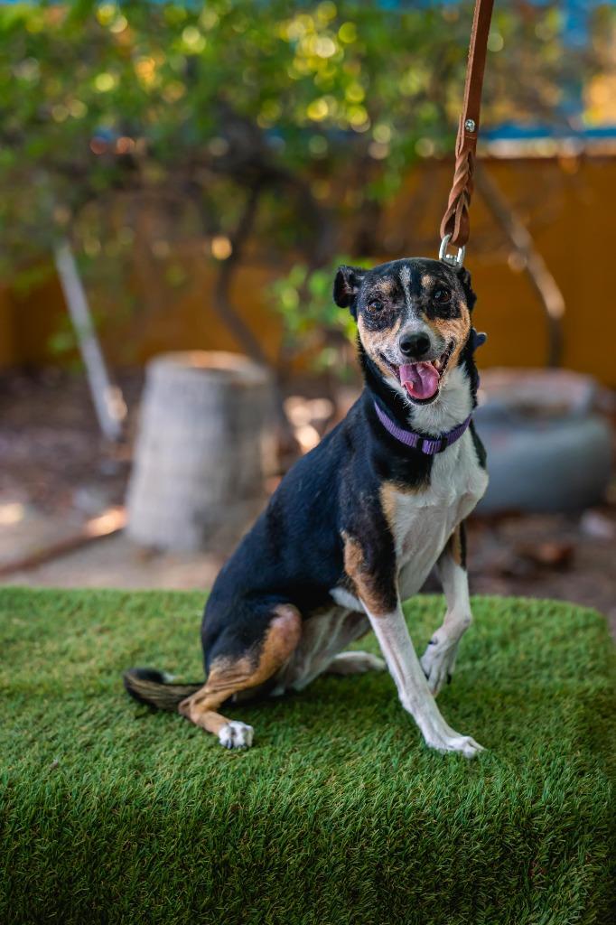 Enlarge Bella, a Adoptable Rat Terrier in Anacortes, WA image 4/6