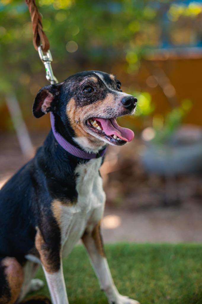 Enlarge Bella, a Adoptable Rat Terrier in Anacortes, WA image 5/6