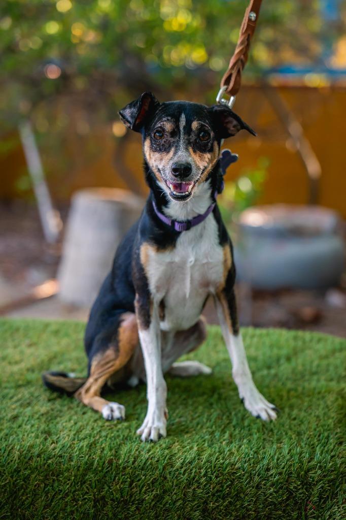 Enlarge Bella, a Adoptable Rat Terrier in Anacortes, WA image 6/6