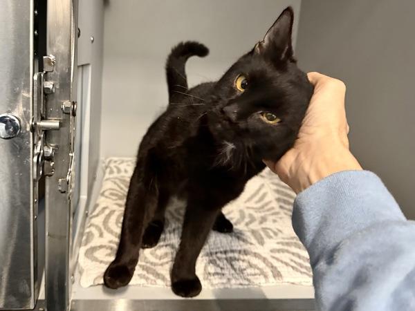 Baby Girl — thumbnail 3