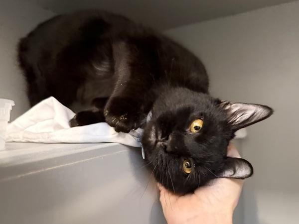 Baby Girl — thumbnail 4