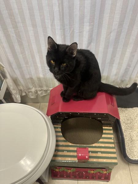 Baby Girl — thumbnail 5