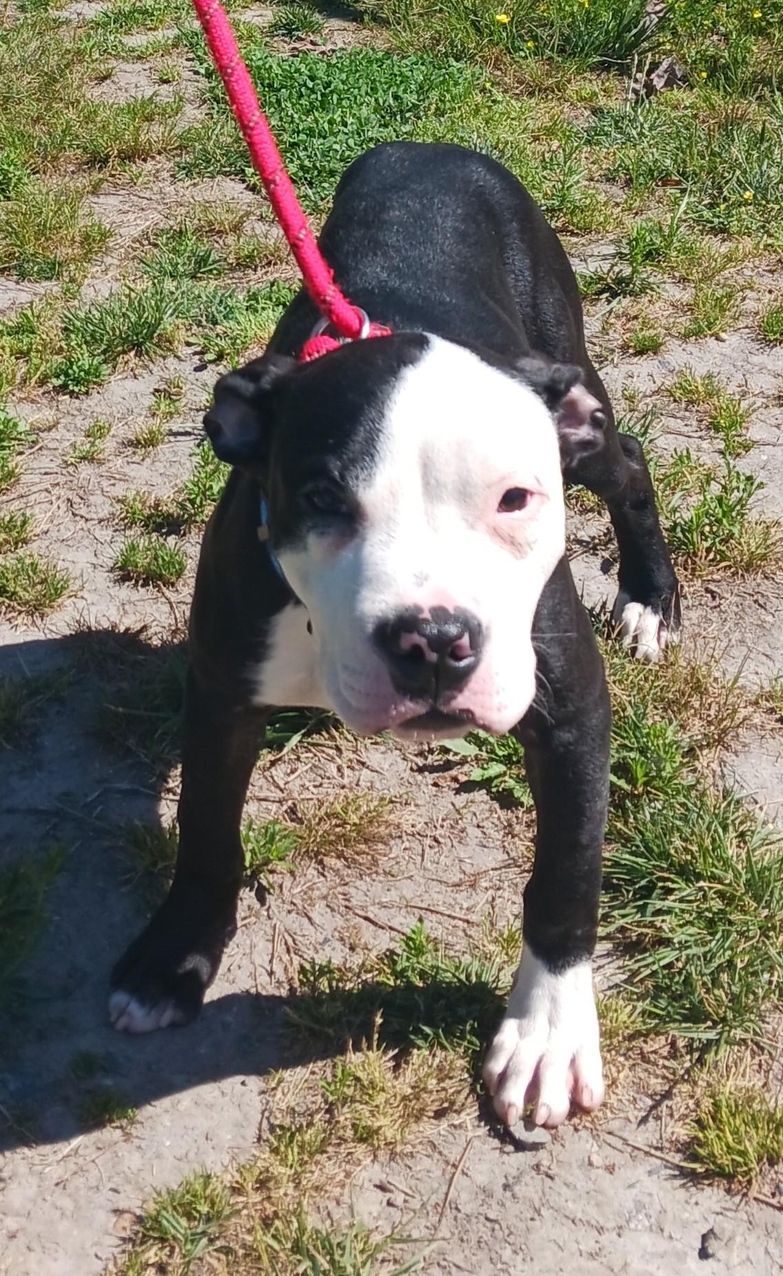 Enlarge Marlin, a ADOPTABLE Mixed Breed in Gloucester, VA image 3/6
