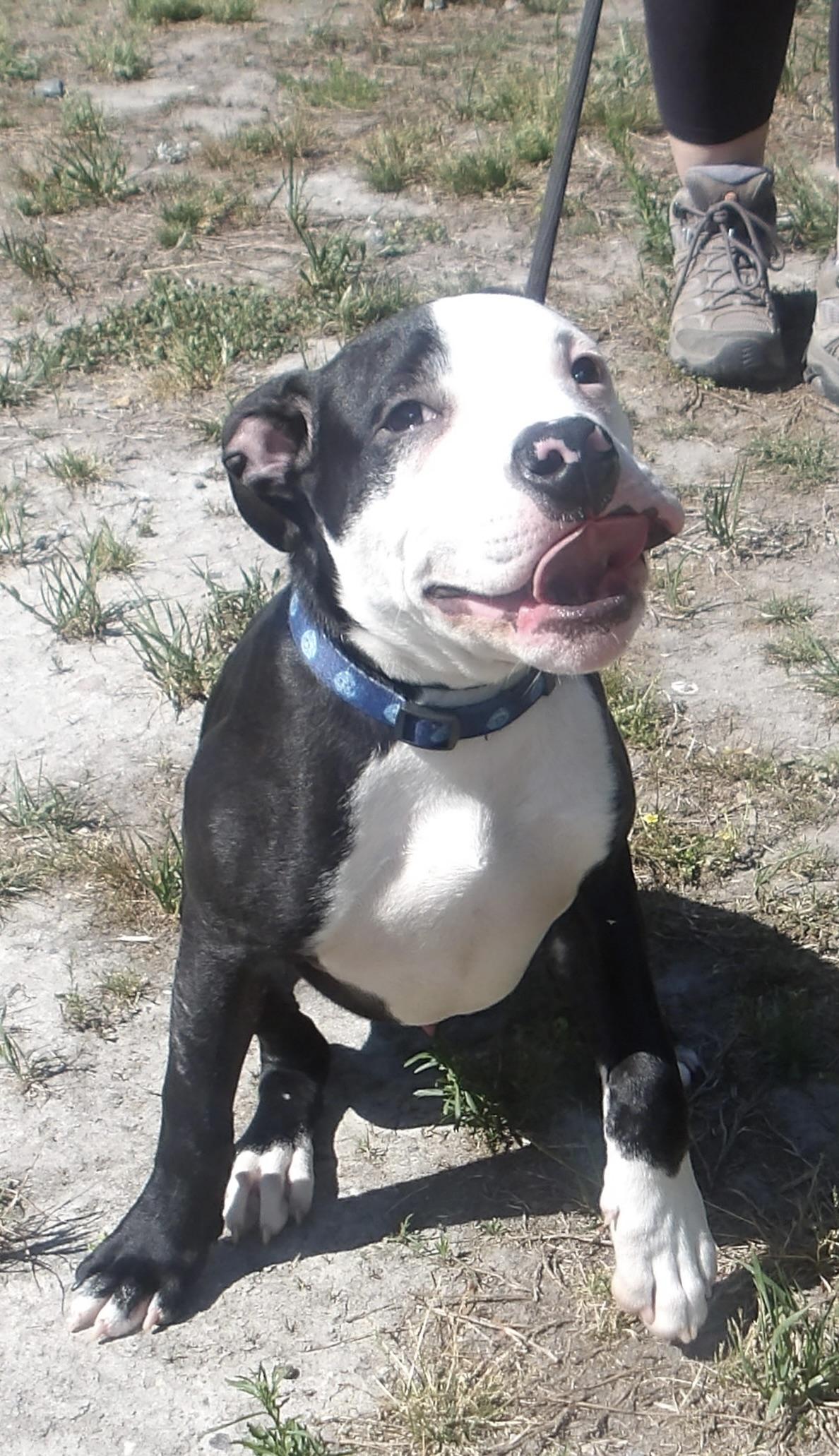 Enlarge Marlin, a ADOPTABLE Mixed Breed in Gloucester, VA image 5/6
