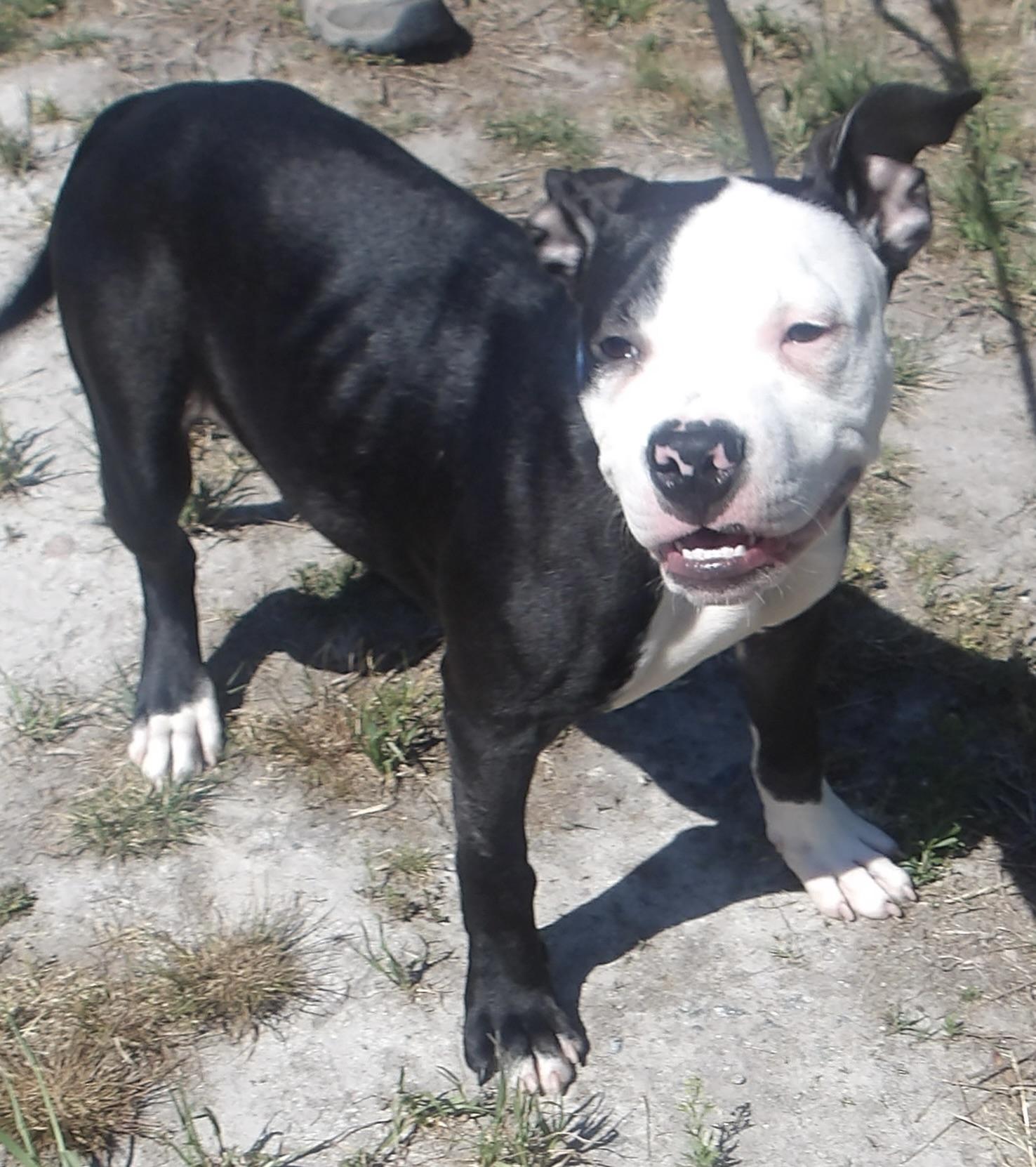 Enlarge Marlin, a ADOPTABLE Mixed Breed in Gloucester, VA image 2/6
