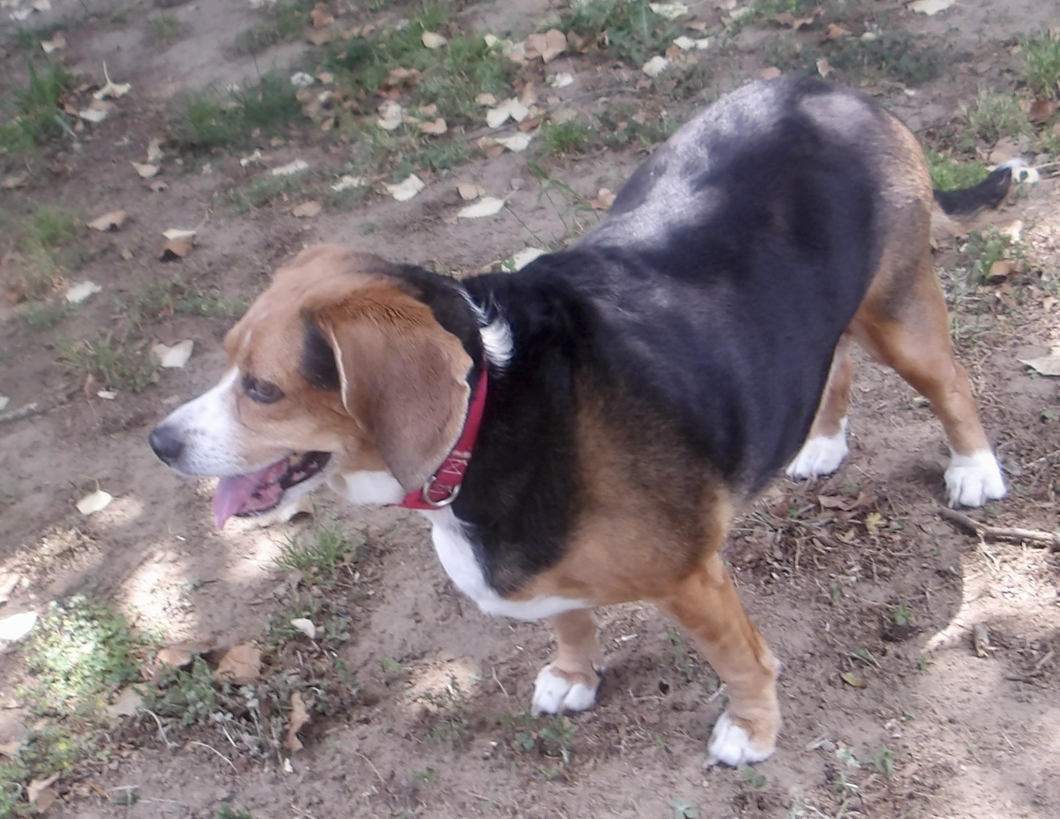 Enlarge Marlin, a ADOPTABLE Mixed Breed in Gloucester, VA image 6/6