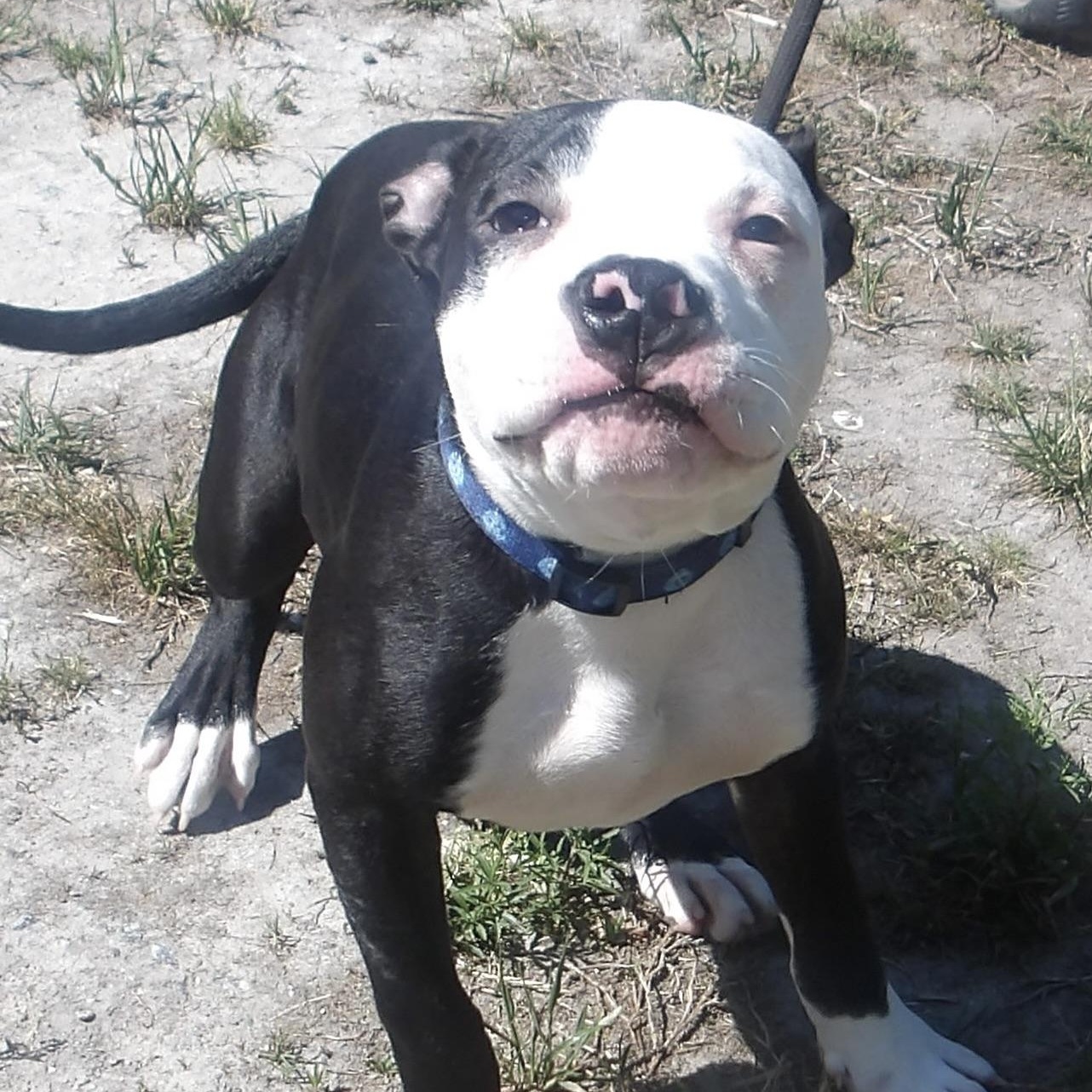 Enlarge Marlin, a ADOPTABLE Mixed Breed in Gloucester, VA image 1/6
