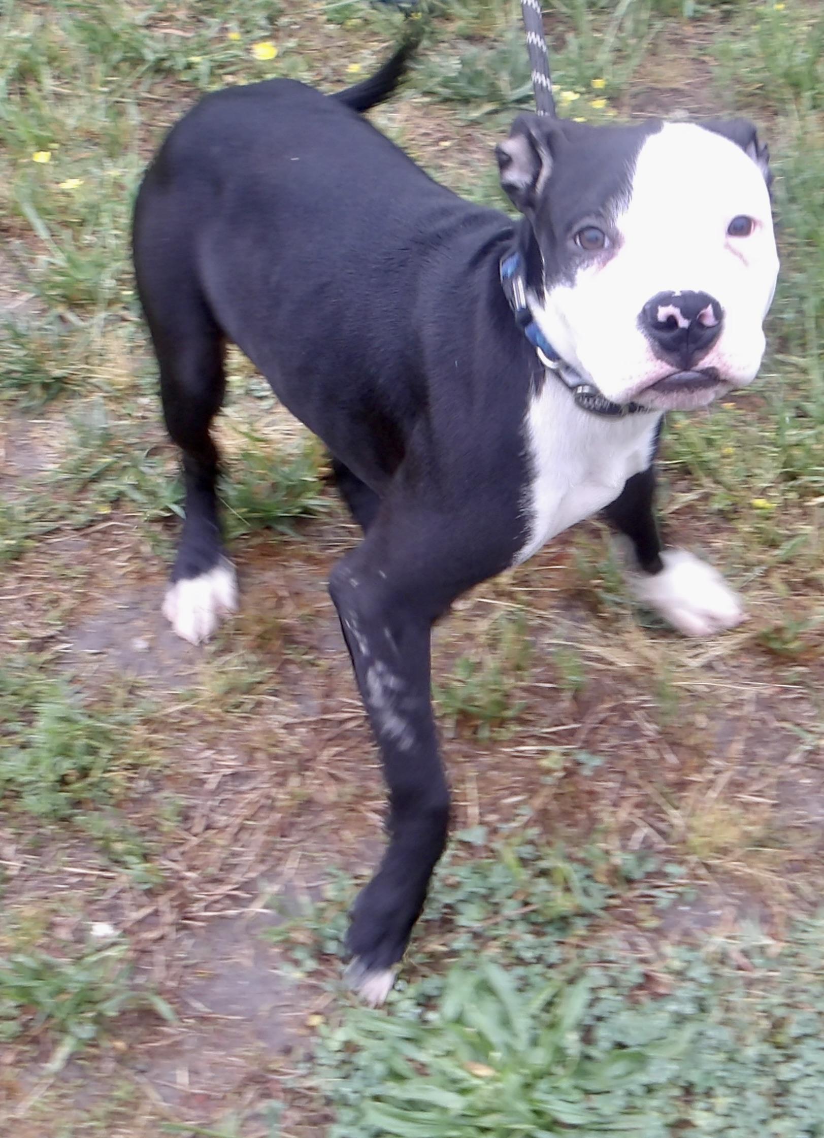 Enlarge Marlin, a ADOPTABLE Mixed Breed in Gloucester, VA image 4/6