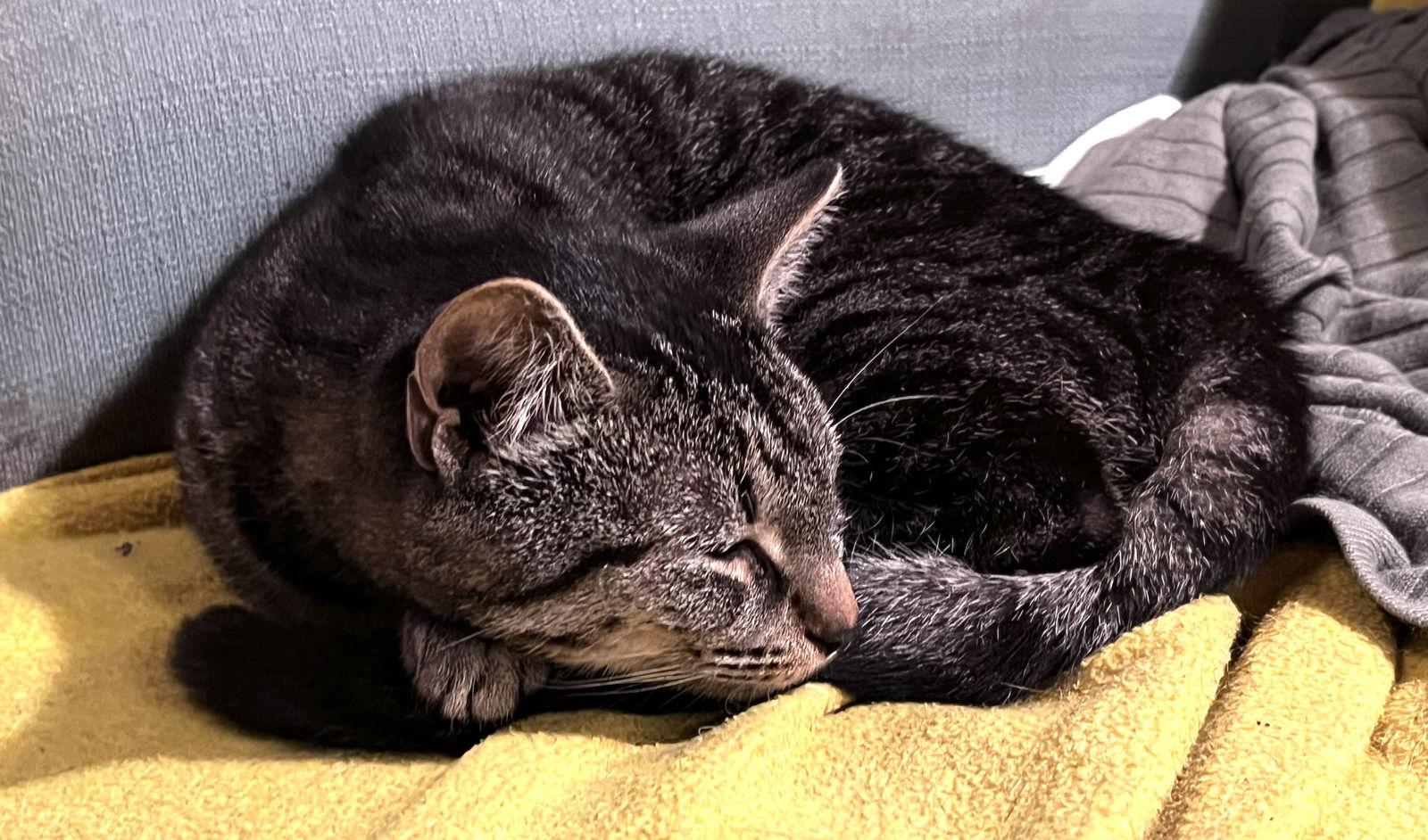 Chesie- good with dogs, Adoptable, Young Female Domestic Short Hair.