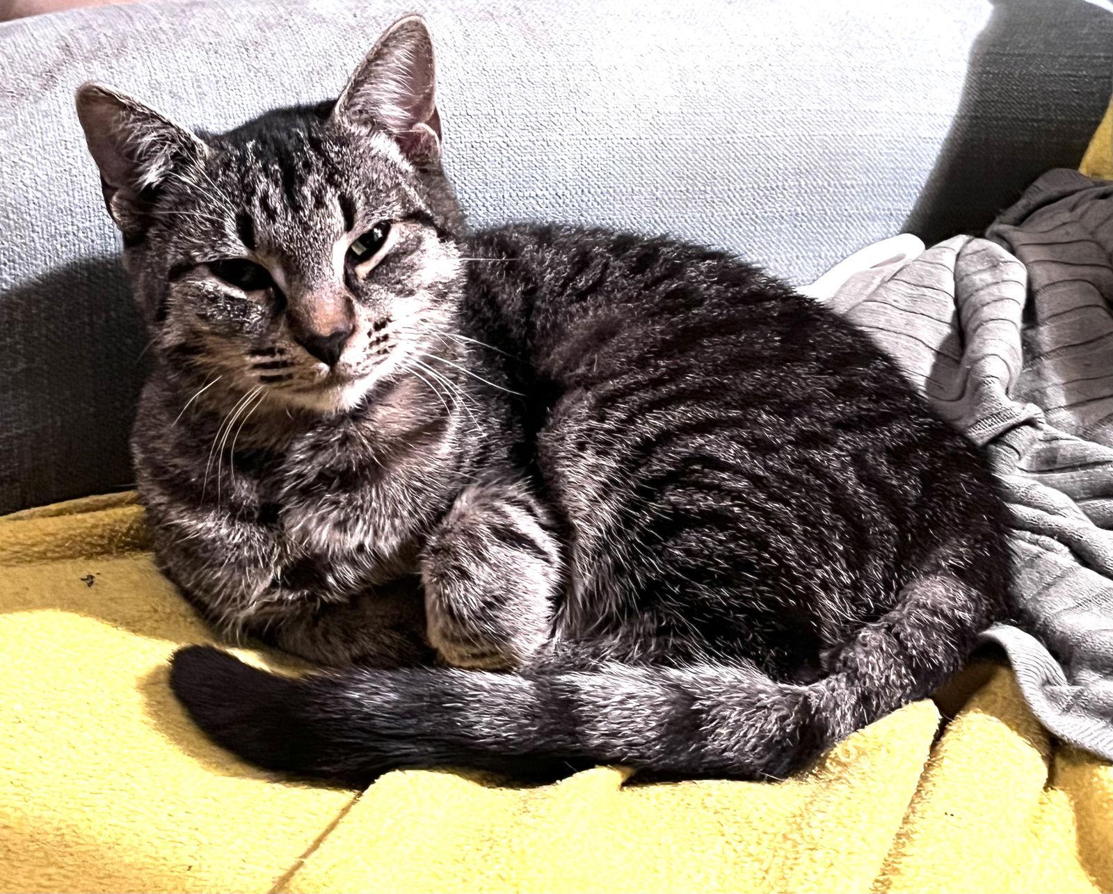 Enlarge Chesie- good with dogs, a Adoptable Domestic Short Hair in Broomall, PA image 2/2