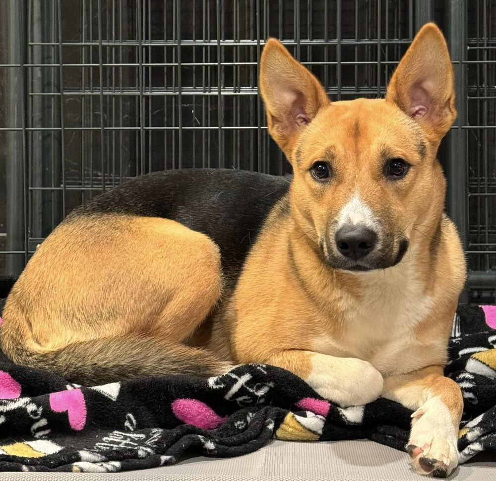 Xena, adopted, Young Female Shepherd.