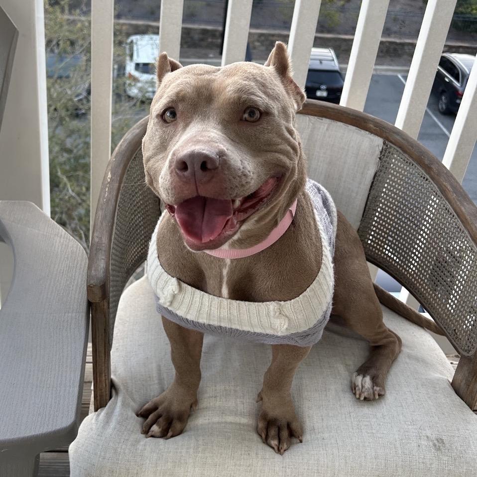 WILLOW RAE, Adoptable, Adult Female American Bulldog & Mixed Breed.