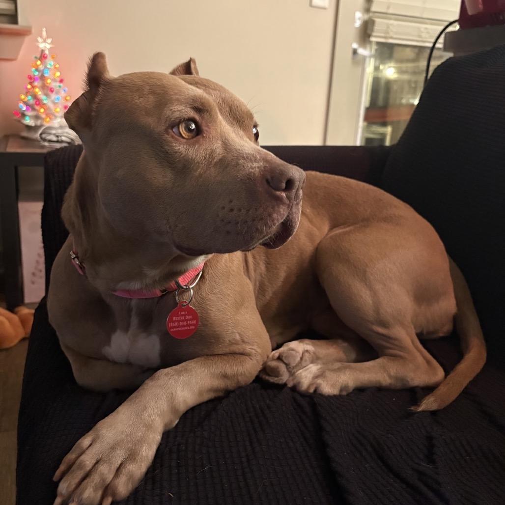 Enlarge WILLOW RAE, a Adoptable mixed breed in QUINCY, FL image 2/5