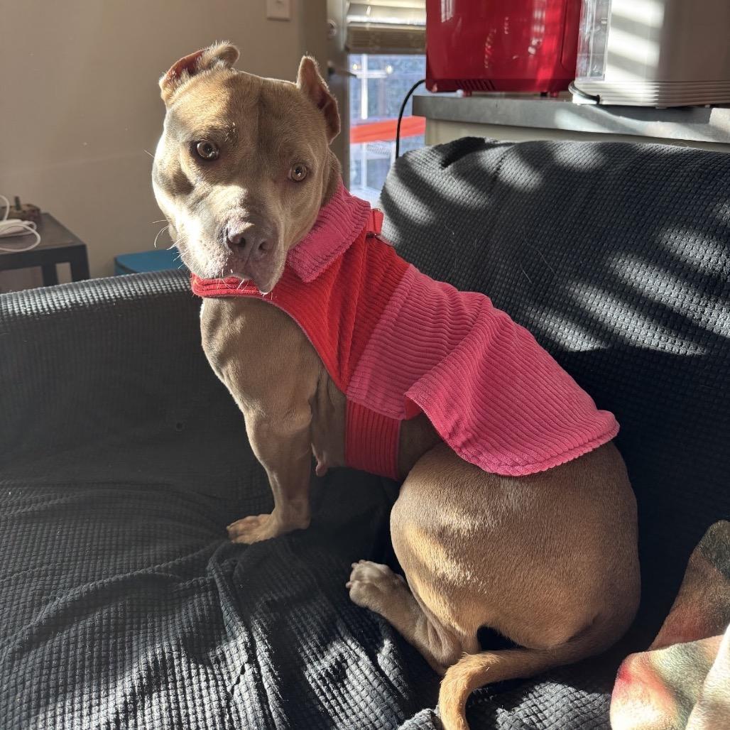 Enlarge WILLOW RAE, a Adoptable mixed breed in QUINCY, FL image 3/5