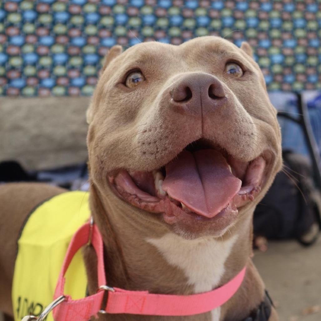 Enlarge WILLOW RAE, a Adoptable mixed breed in QUINCY, FL image 5/5