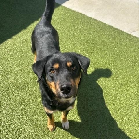 Lincoln , ADOPTABLE, Adult Male Australian Kelpie.