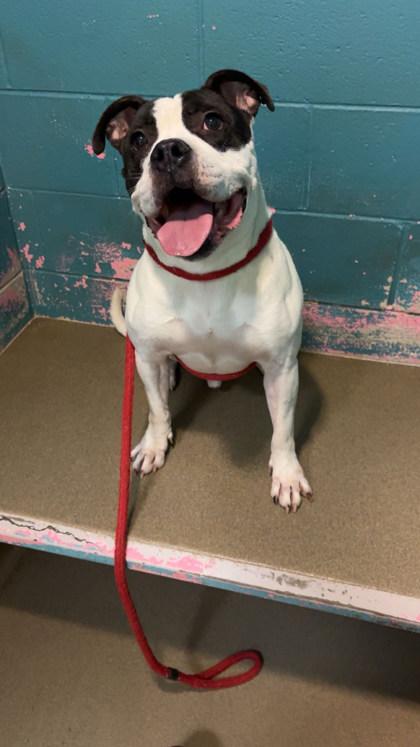 Eddie, Adoptable, Adult Male Mixed Breed & Mixed Breed.