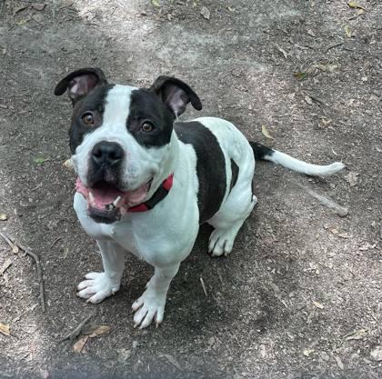Enlarge Eddie, a Adoptable Mixed Breed in Spartanburg, SC image 2/3