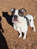 Enlarge Eddie, a Adoptable Mixed Breed in Spartanburg, SC image 2/3