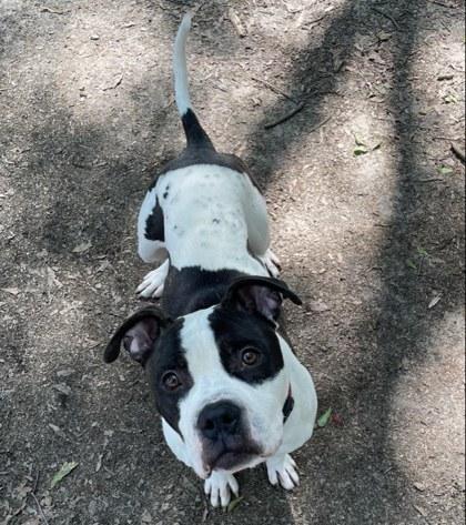 Enlarge Eddie, a Adoptable Mixed Breed in Spartanburg, SC image 3/3