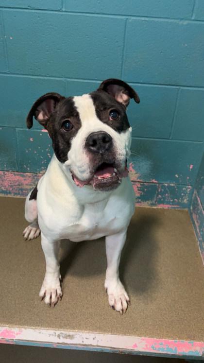 Eddie, a Adoptable Mixed Breed in Spartanburg, SC image 3/3