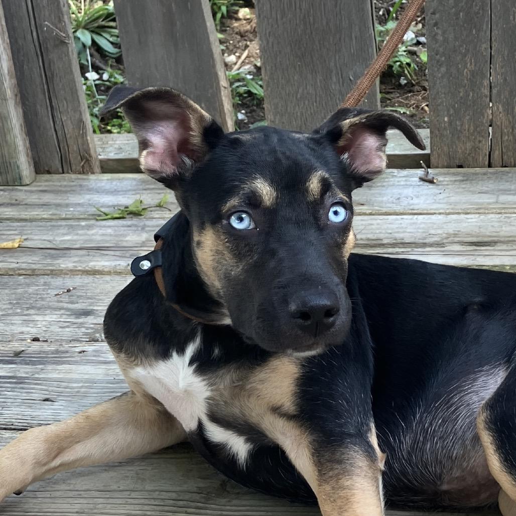 Madam Secretary of Snuggles, Adoptable, Puppy Female Mixed Breed.