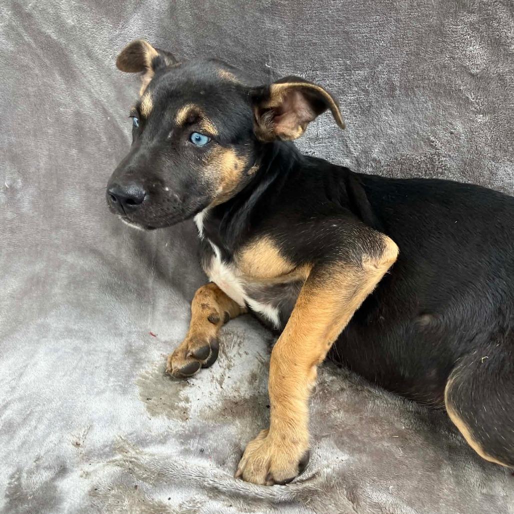 Enlarge Puppy A3, a Adoptable Mixed Breed in Pulaski, TN image 1/1