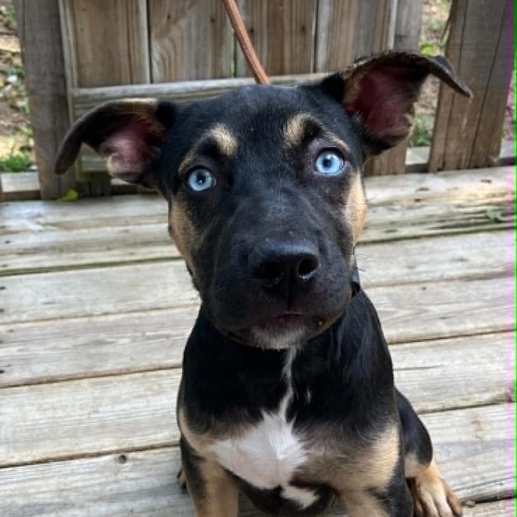 Madam Secretary of Snuggles, a Adoptable Mixed Breed in Pulaski, TN image 2/6
