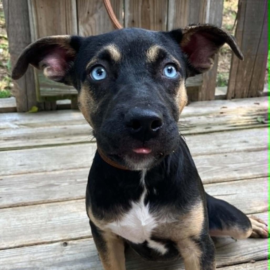 Madam Secretary of Snuggles, a Adoptable Mixed Breed in Pulaski, TN image 3/6