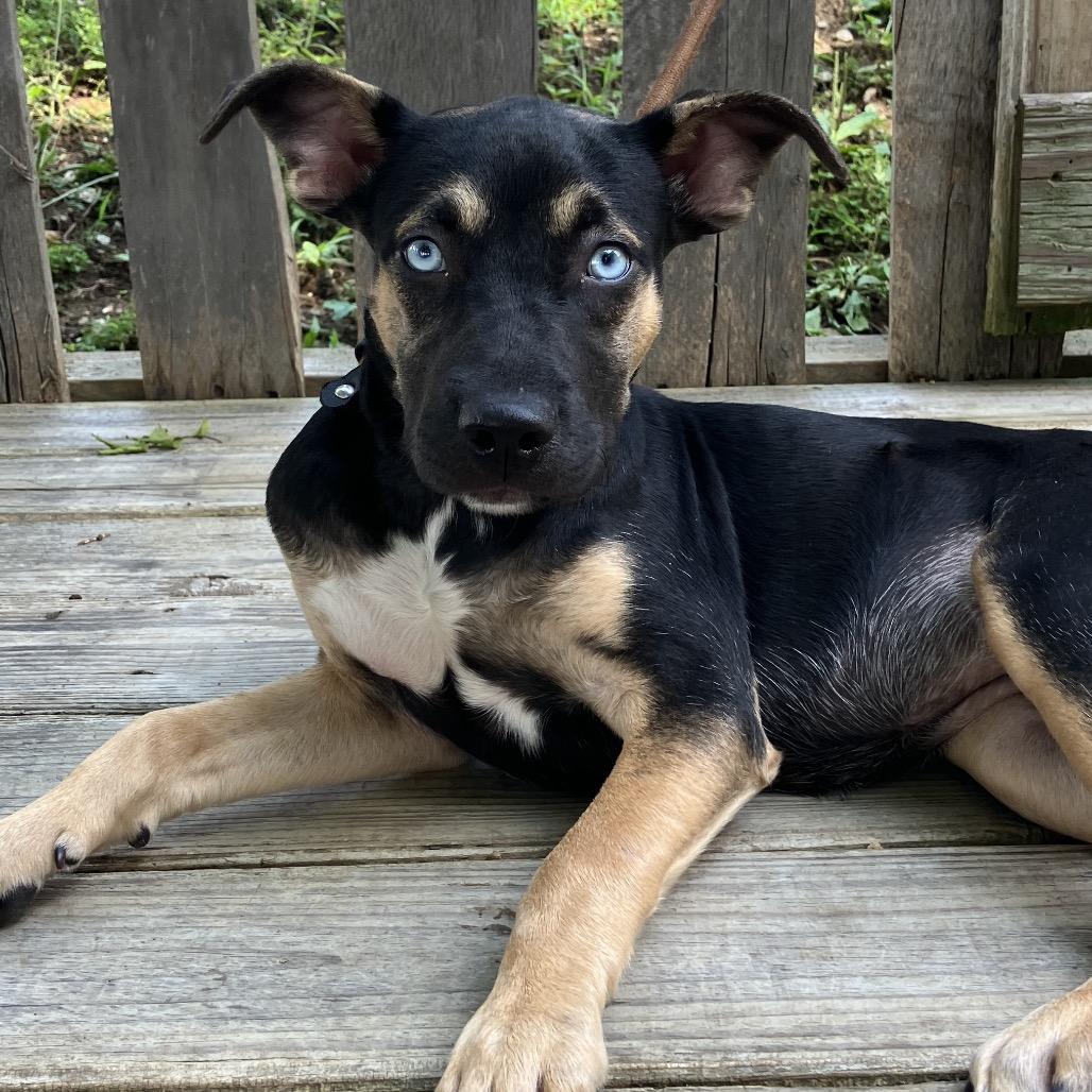 Madam Secretary of Snuggles, a Adoptable Mixed Breed in Pulaski, TN image 4/6