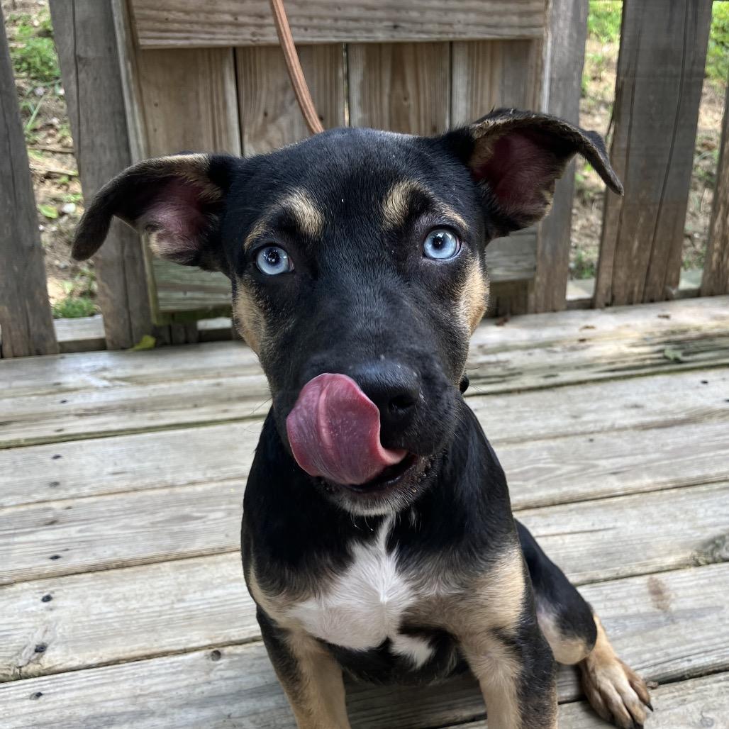 Madam Secretary of Snuggles, a Adoptable Mixed Breed in Pulaski, TN image 5/6