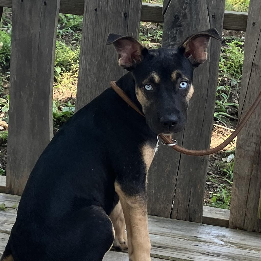 Madam Secretary of Snuggles, a Adoptable Mixed Breed in Pulaski, TN image 6/6