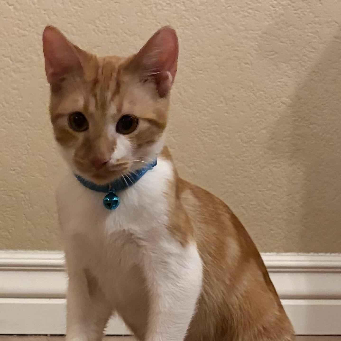 Zima, Adoptable, Kitten Male Tabby.