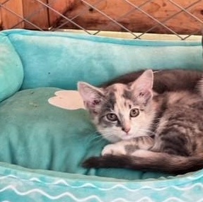 Enlarge Flower - Adorable Calico Kitten, a Adopted mixed breed in Ringoes, NJ image 1/1