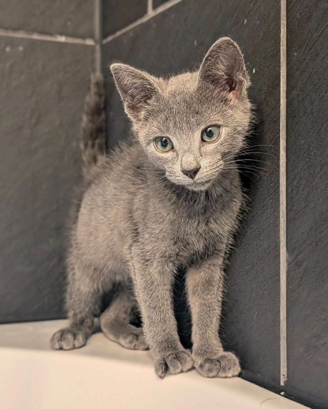 Ash, adopted, Kitten Female Russian Blue.