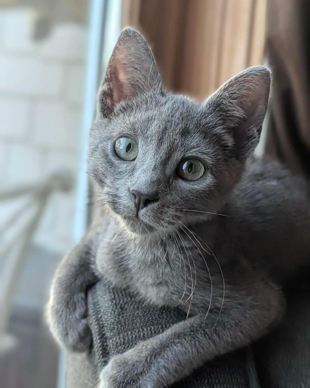 Ash, an adopted mixed breed in Grand Haven, MI image 3/4
