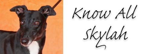 Enlarge Know All Skylah, a Adopted Greyhound in Douglasville, GA image 1/3