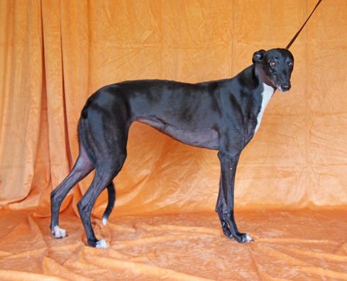 Enlarge Know All Skylah, a Adopted Greyhound in Douglasville, GA image 2/3