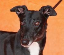 Enlarge Know All Skylah, a Adopted Greyhound in Douglasville, GA image 3/3