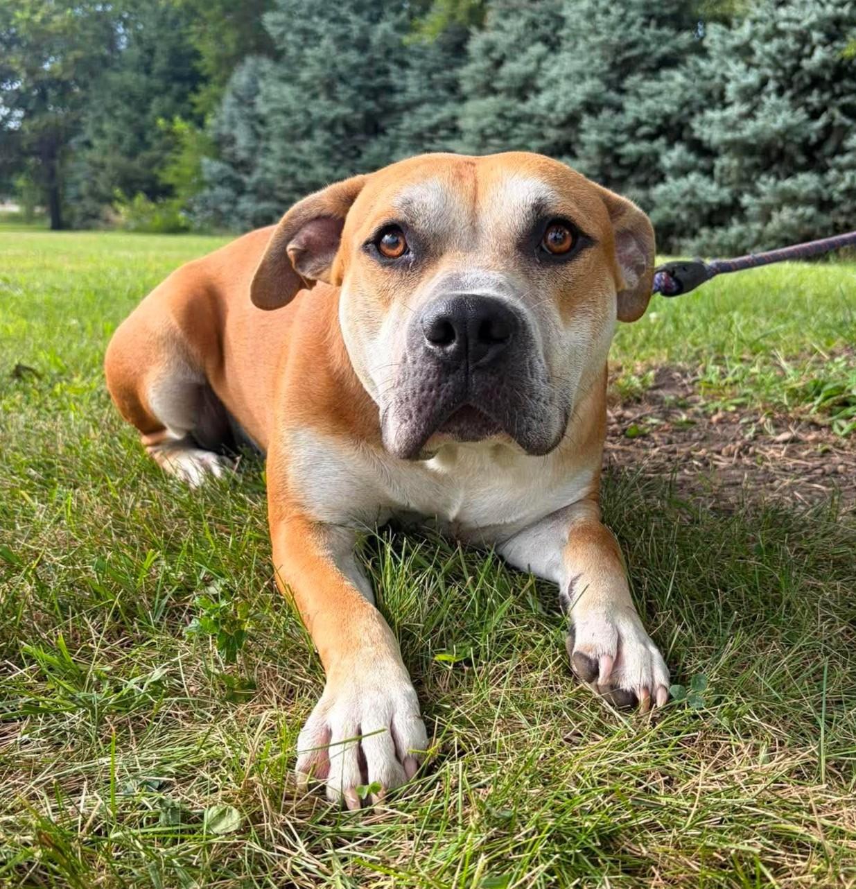 Enlarge Brutus, a ADOPTABLE mixed breed in Maryville, MO image 2/3