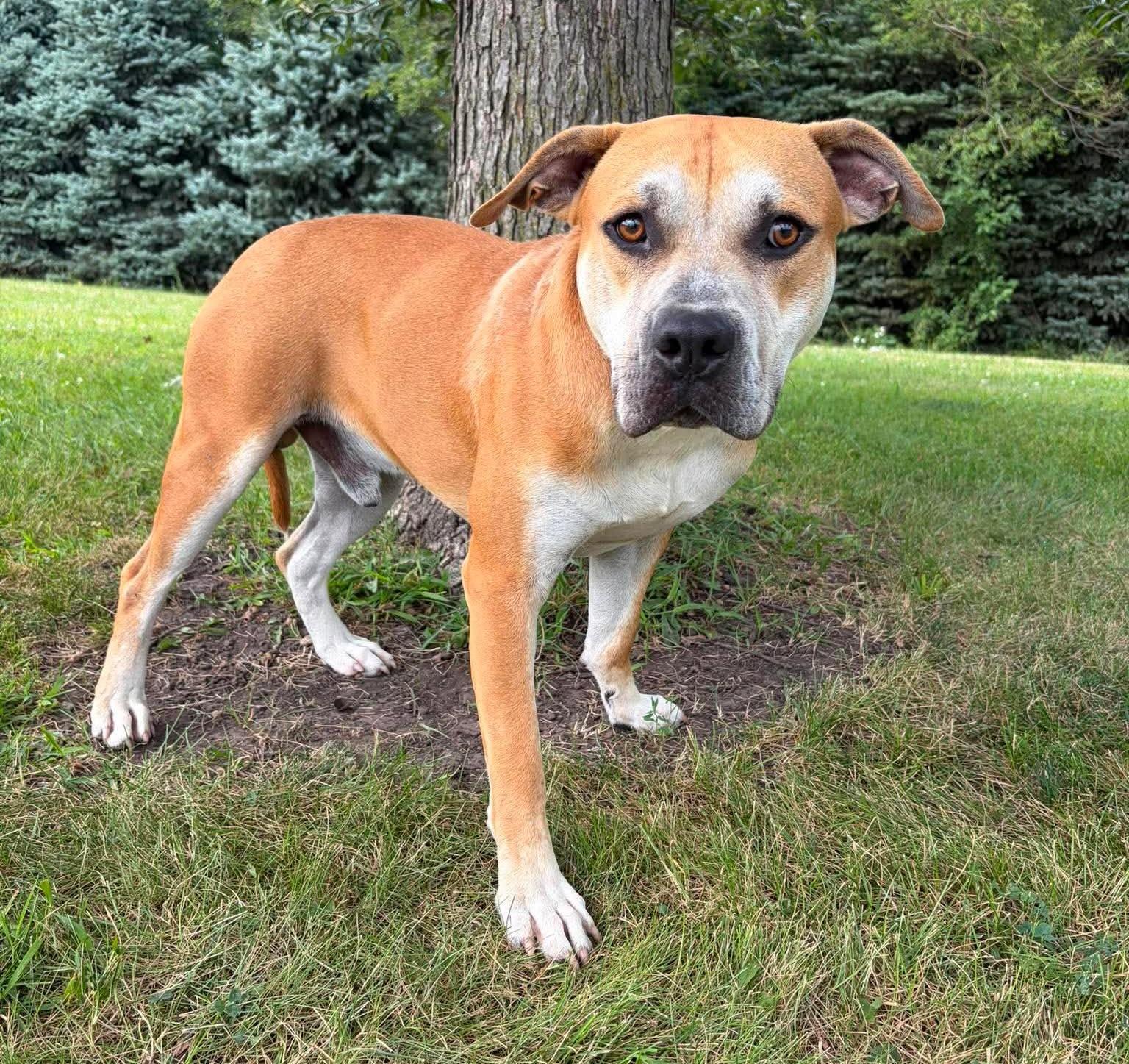 Enlarge Brutus, a ADOPTABLE mixed breed in Maryville, MO image 3/3
