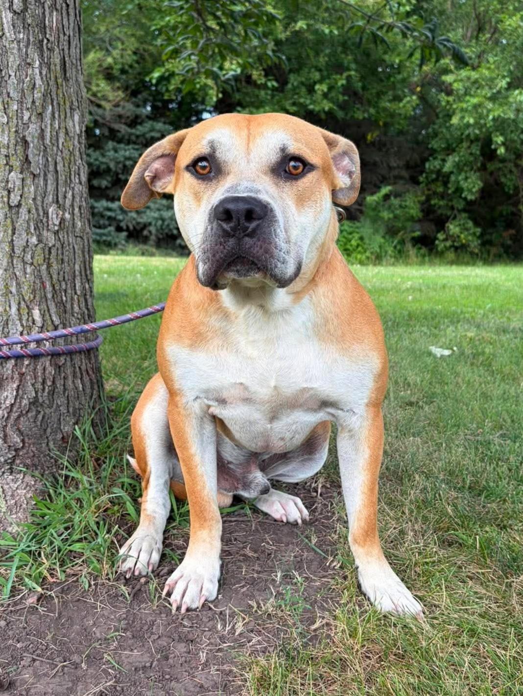 Enlarge Brutus, a ADOPTABLE mixed breed in Maryville, MO image 1/3
