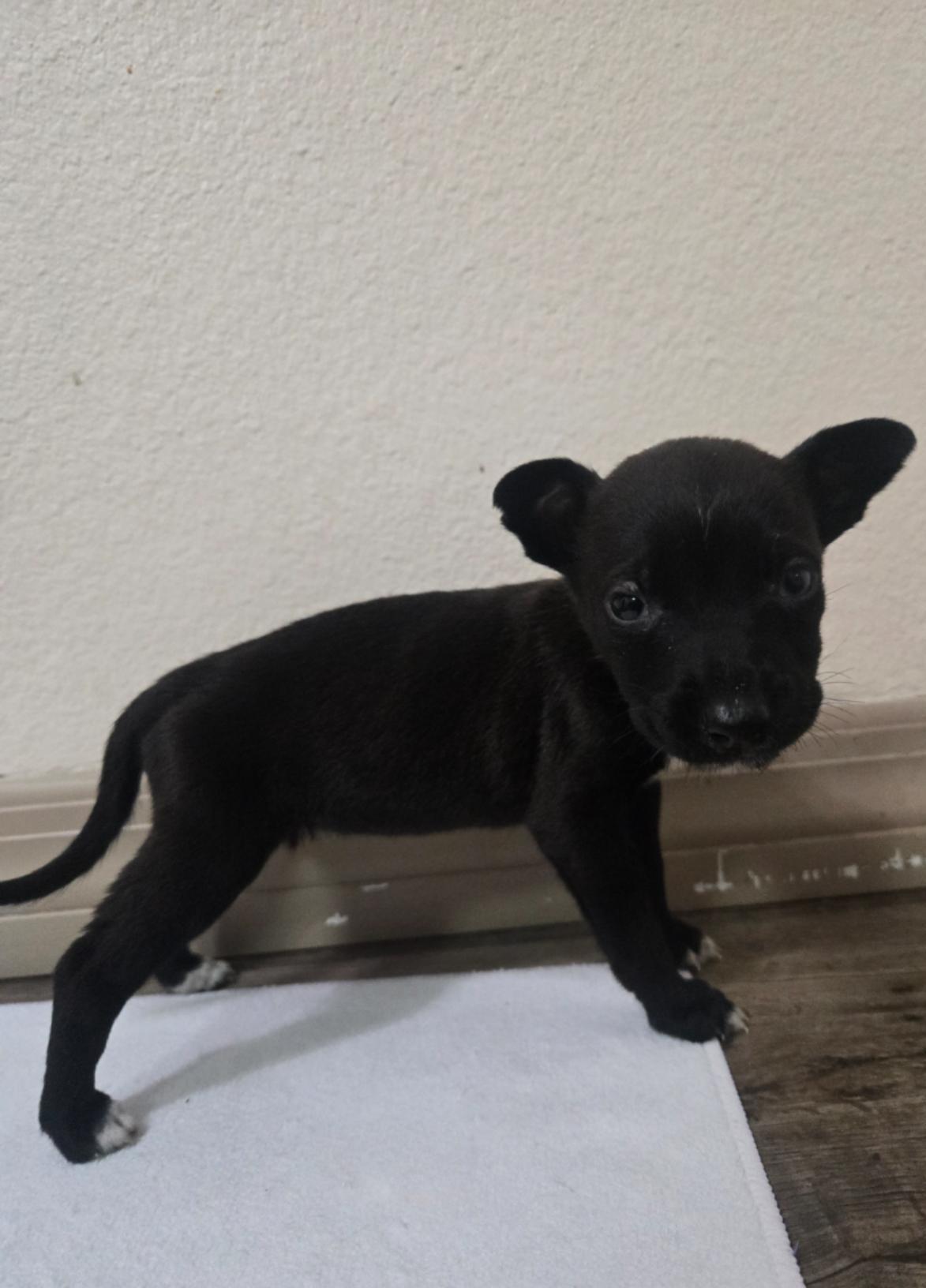 Enlarge Joy, an adoptable mixed breed in Orlando, FL image 6/6